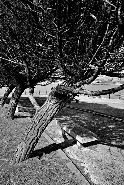 Windswept Tree in Black and White.