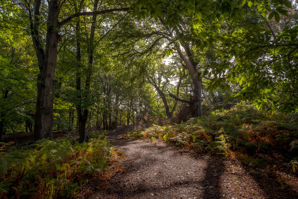 Woodland walk