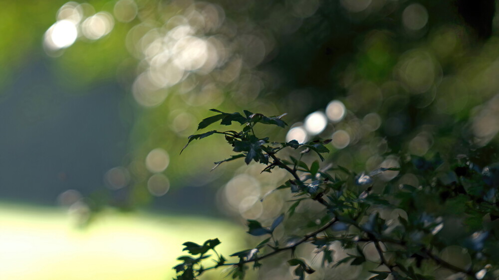 Green trioplan