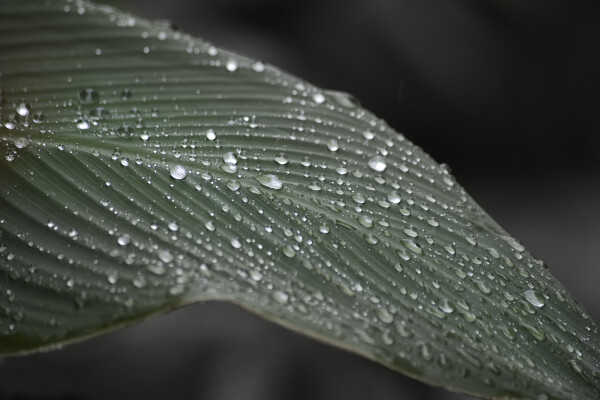 After Rain