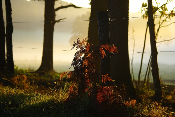 Bracken