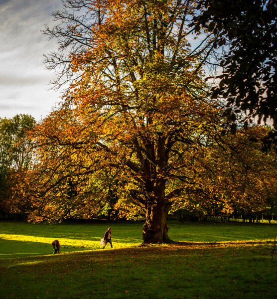 Conker-pickers.
