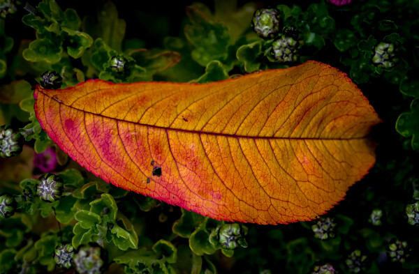 Fall in Fall