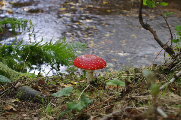Fly Agaric