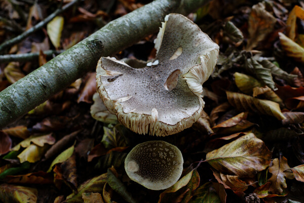 Fungi
