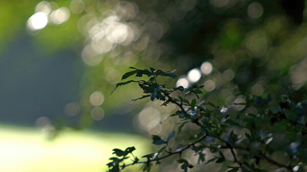 Green trioplan