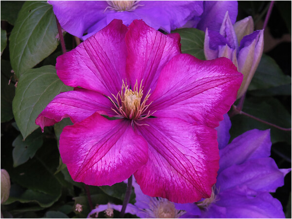 Italian Leather Flower