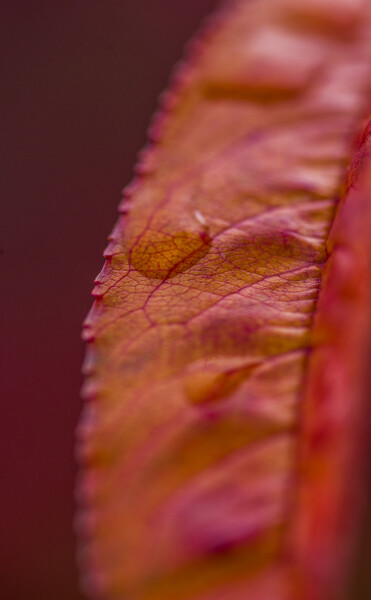 Leather Leaf