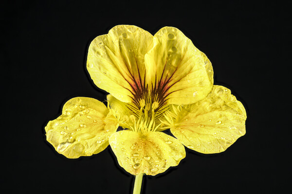 Nasturtium flower after rain