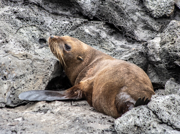 NZ Fur Seal