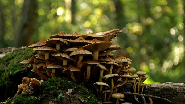 Scalycap fungus bokeh