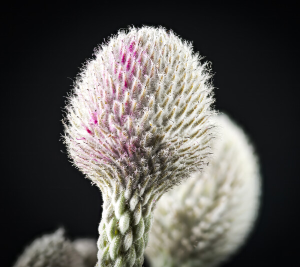 Seed Head