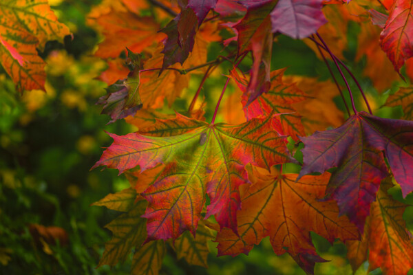 The Beauty of Autumn.