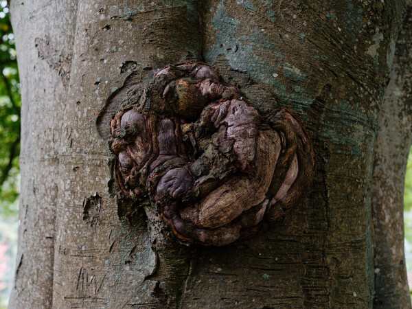 Tree's Weird Burr