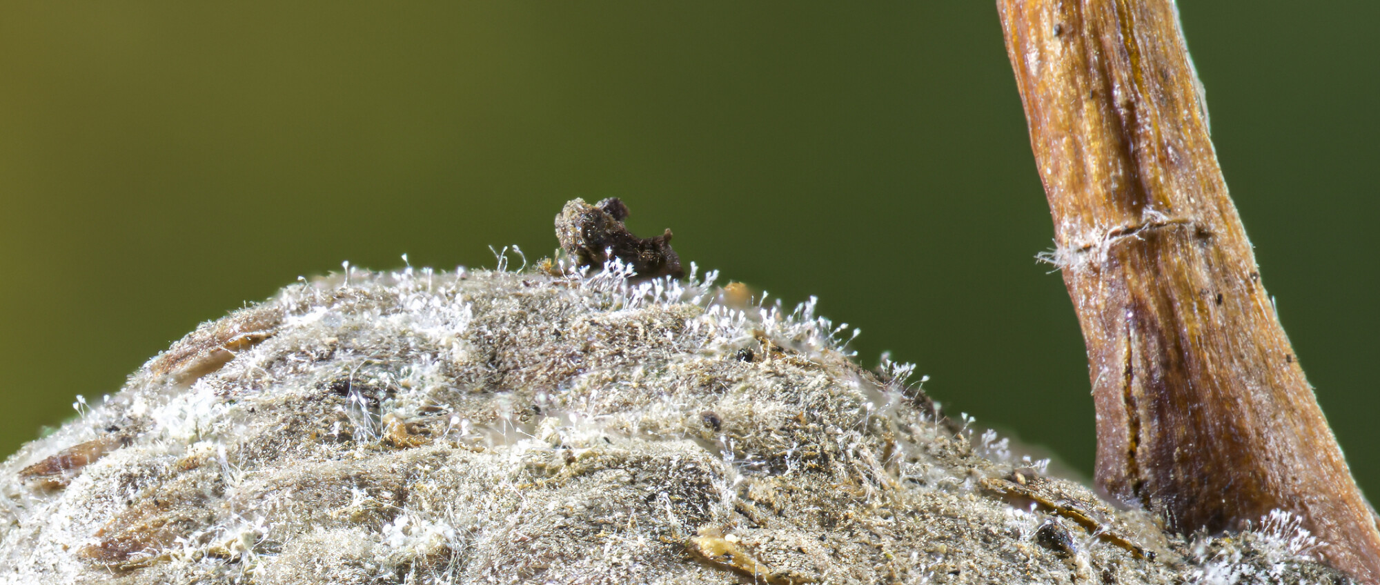 Fungi ?