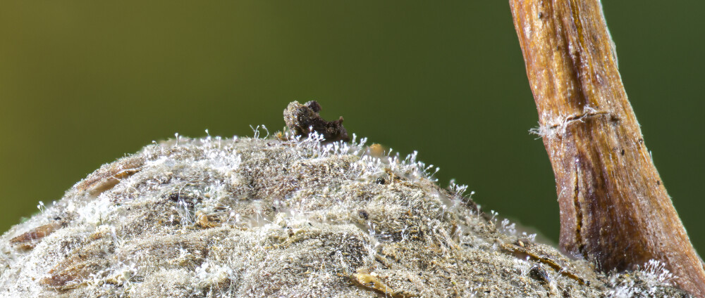 Fungi ?