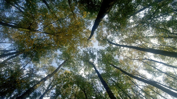 A grove of silver birch