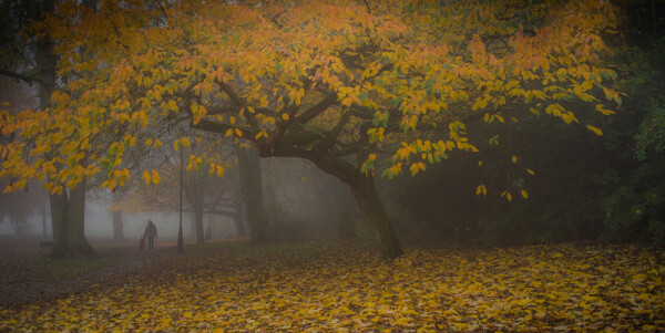 A Walk in the Park