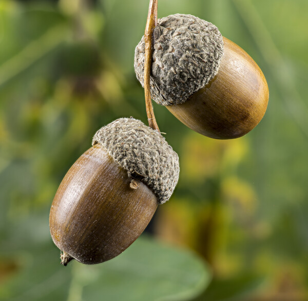 Acorns