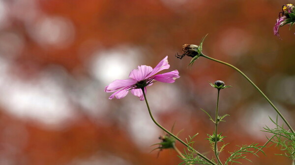 Autumn cosmos.