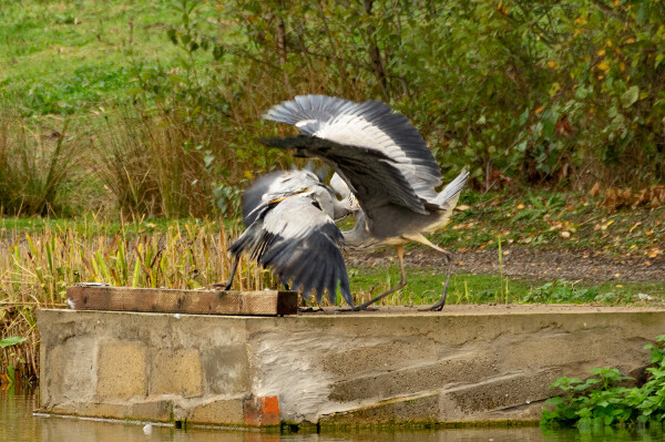 Battling Grey Herons