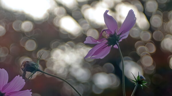 Cosmos (in my garden).