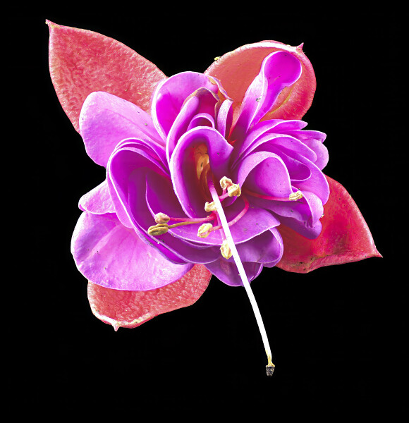 Fuchsia flower