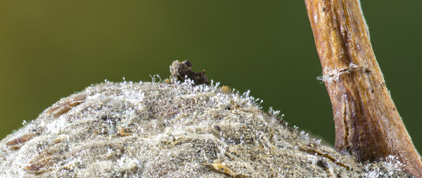 Fungi ?