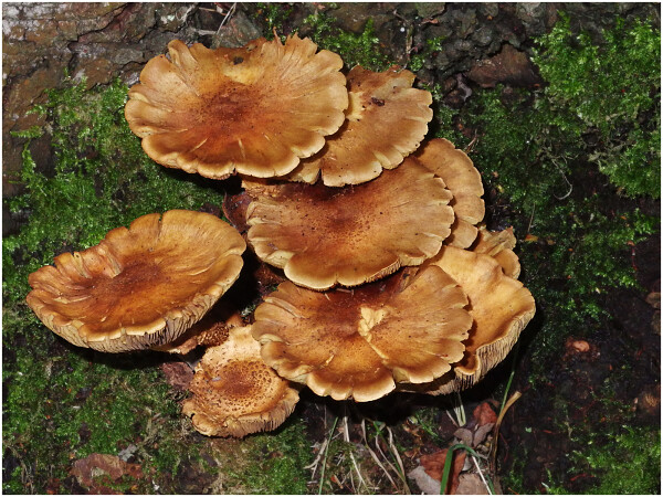 Fungi