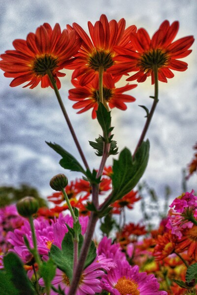 Garden Flowers