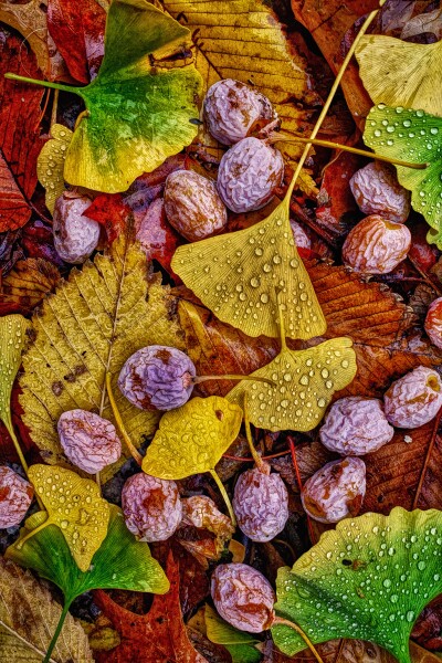 Ginkgo Tree leaves and seeds.