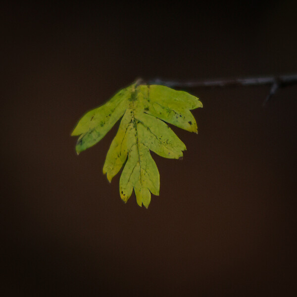 Last Leaf