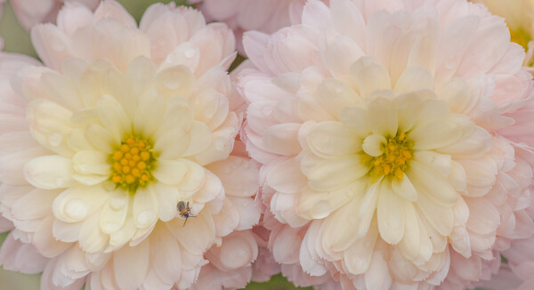 Late Bloomers