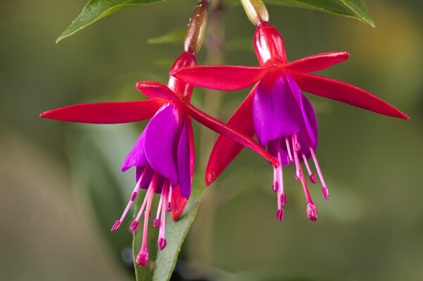 More Fuchsias