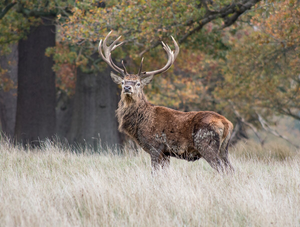Stag