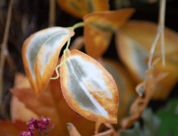 Study in Orange