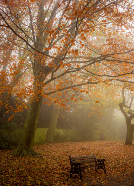 The old-park-bench.