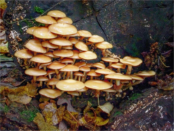 Toadstool Cluster