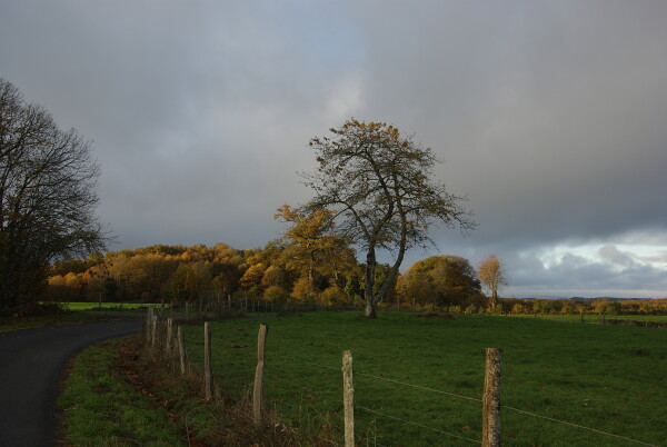Tree scene