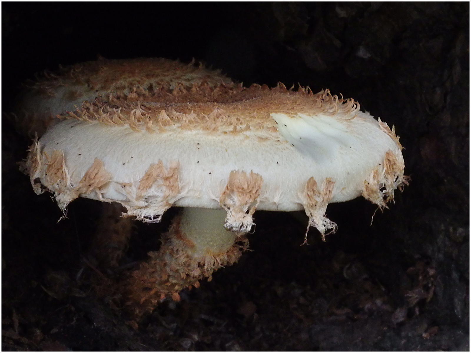 Fungi
