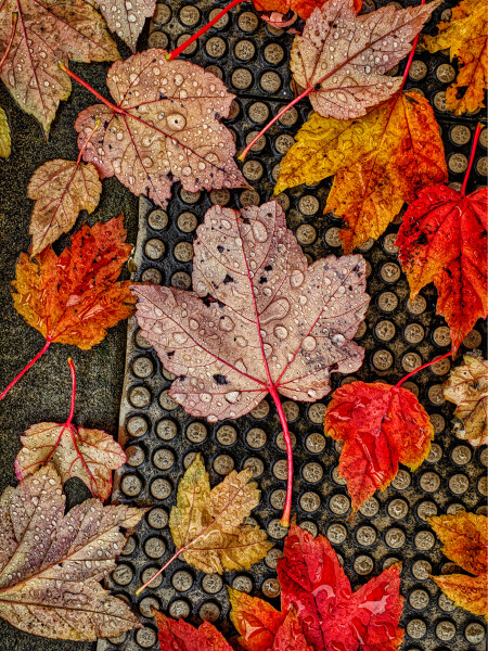 Autumn leaves