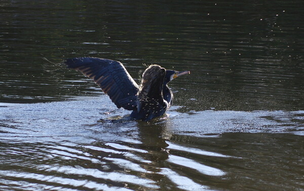 Cormorant Drying Off
