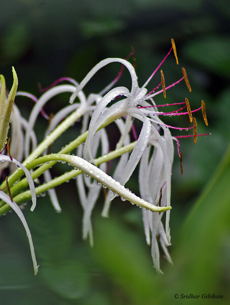Crinum lily  or spider lily