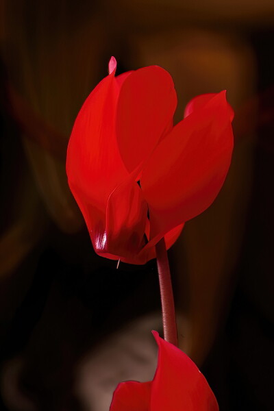 Cyclamen