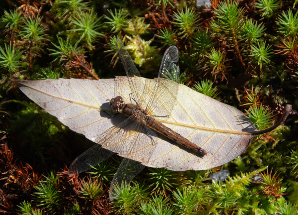 Female Autumn Darter Dragonfly  (Japanese)