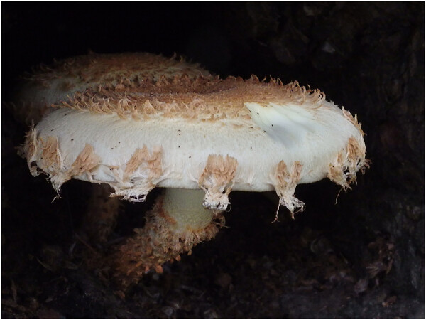 Fungi