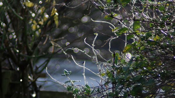 Honeysuckle bokeh