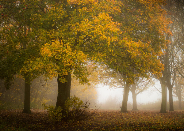 Last days of autumn.