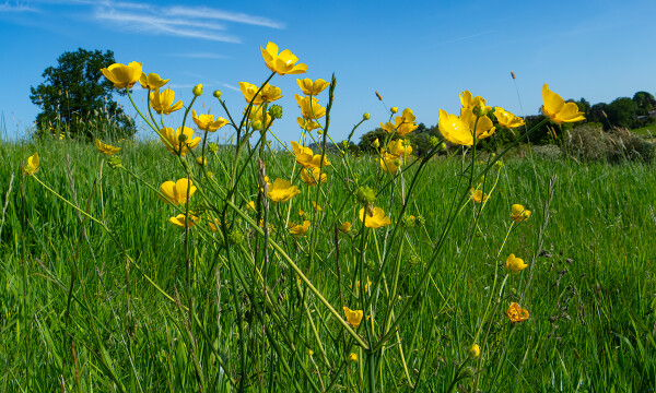 Meadow Buttercup
