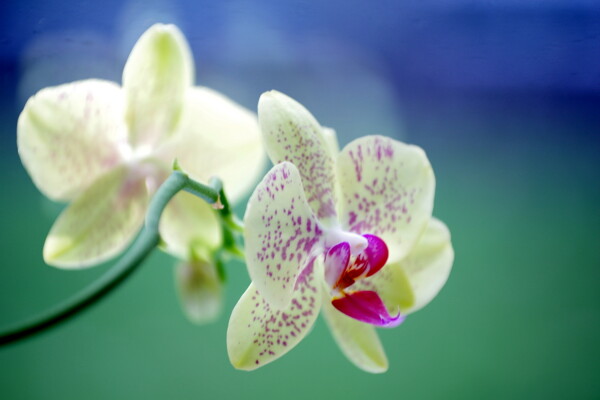 Orchid Floral